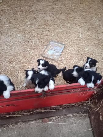 Border Collie pups dogs and bitches for sale in Ripon, North Yorkshire - Image 4