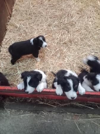 Border Collie pups dogs and bitches for sale in Ripon, North Yorkshire - Image 5