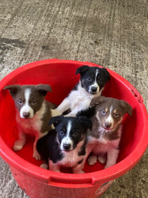 Border collie pups for sale *1 red/tan 2 black and white for sale in Buxton, Derbyshire | Image 2