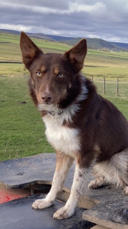 Border collie pups for sale *1 red/tan 2 black and white for sale in Buxton, Derbyshire | Image 3