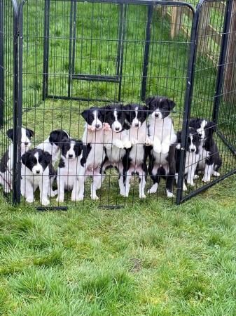 Border Collie pups for sale in Ludlow, Shropshire