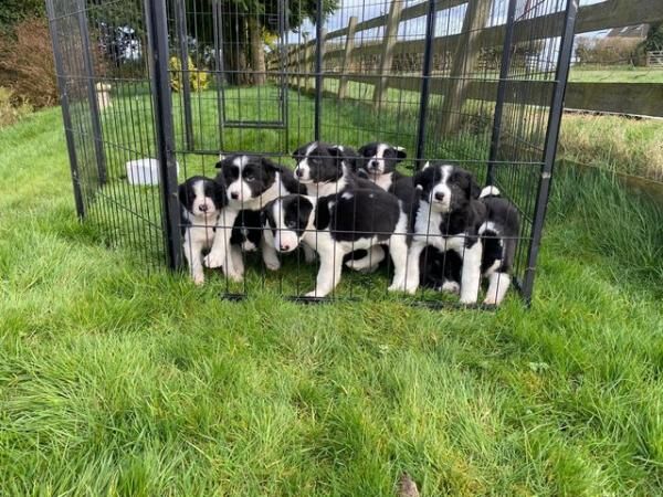Border Collie pups for sale in Ludlow, Shropshire - Image 2