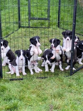 Border Collie pups for sale in Ludlow, Shropshire - Image 3