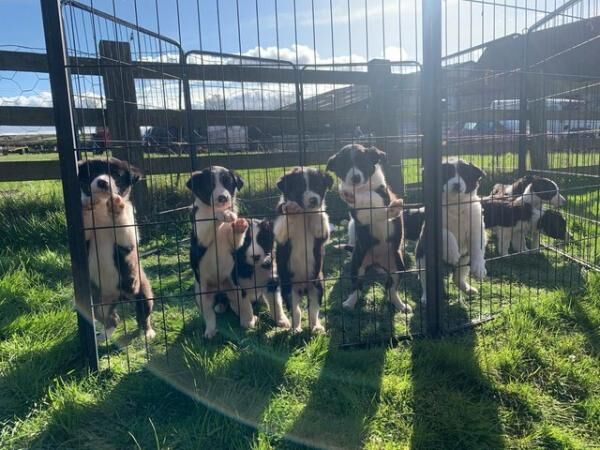 Border Collie pups for sale in Ludlow, Shropshire - Image 4