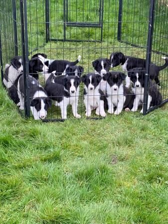 Border Collie pups for sale in Ludlow, Shropshire - Image 5