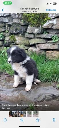 Border collie pups for sale in Crickhowell/Crughywel, Powys