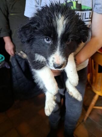 Border collie pups for sale in Crickhowell/Crughywel, Powys - Image 3