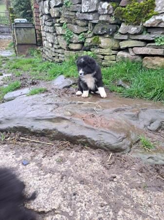 Border collie pups for sale in Crickhowell/Crughywel, Powys - Image 4