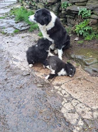 Border collie pups for sale in Crickhowell/Crughywel, Powys - Image 5