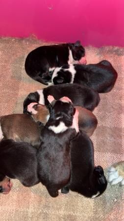 Border collie pups for sale! for sale in Penrith, Cumbria