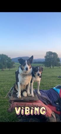 Border collie pups for sale! for sale in Penrith, Cumbria - Image 2