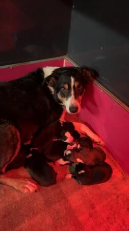 Border collie pups for sale! for sale in Penrith, Cumbria - Image 4