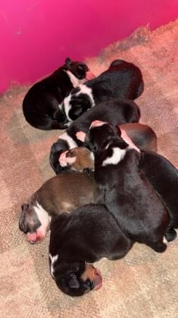 Border collie pups for sale! for sale in Penrith, Cumbria - Image 5