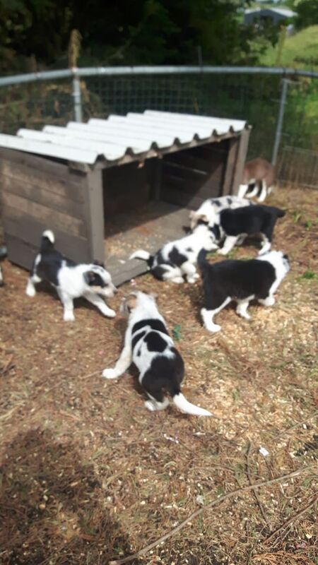 Border collie pups for sale in Bishop Auckland, Durham
