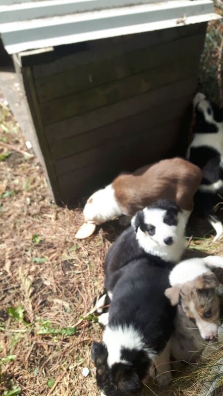 Border collie pups for sale in Bishop Auckland, Durham | Image 3