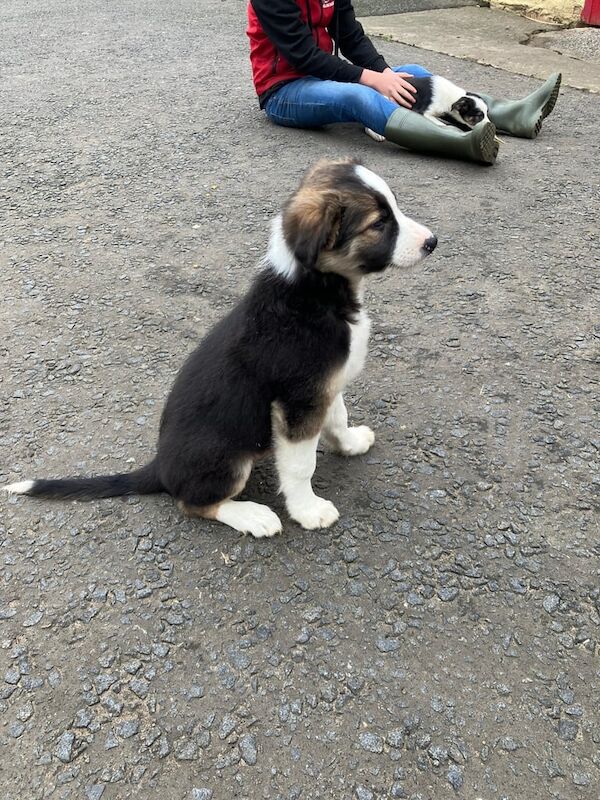 Border Collie puppies for sale in Ayr, Ayrshire and Arran – 9 weeks old