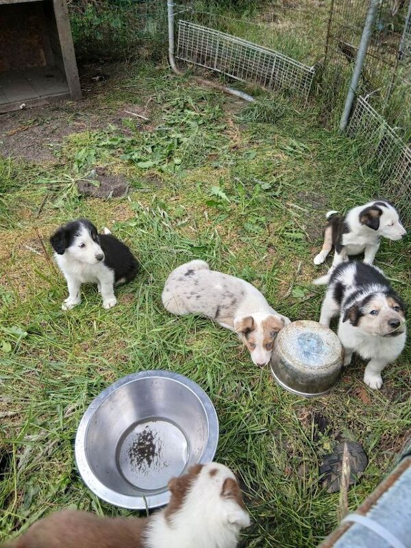 Border Collie Puppies For Sale