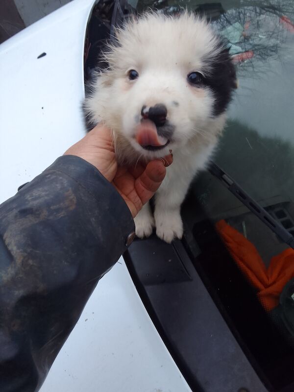 Border collie pups from isds registered parents for sale in Kilbirnie, North Ayrshire