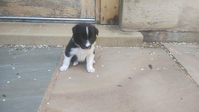 Border collie pups ISDA registered from working parents for sale in Preston, Lancashire