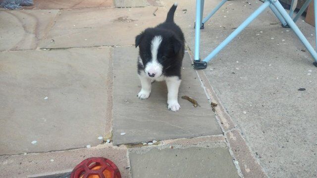 Border collie pups ISDA registered from working parents for sale in Preston, Lancashire - Image 2