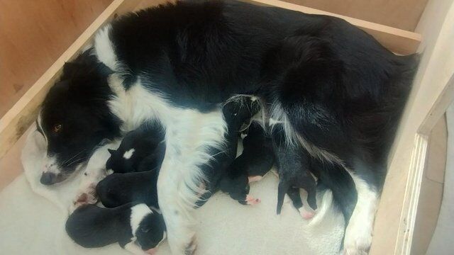 Border collie pups ISDA registered from working parents for sale in Preston, Lancashire - Image 4