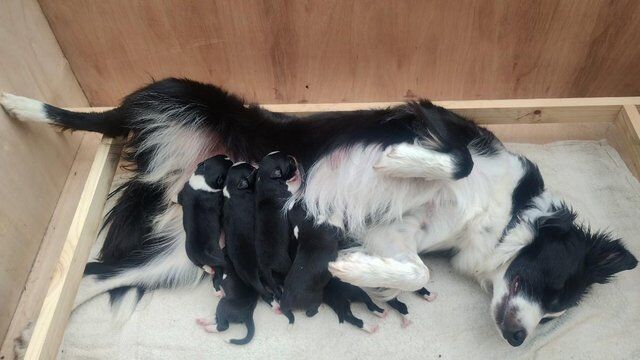 Border collie pups ISDA registered from working parents for sale in Preston, Lancashire - Image 5