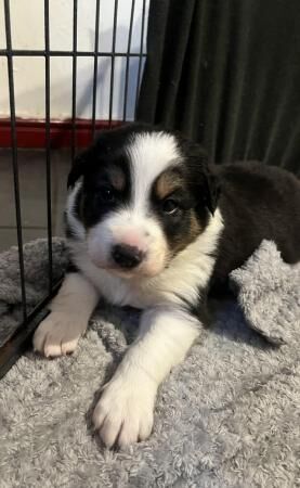 Border collie pups looking for there forever homes for sale in New England, Somerset - Image 1