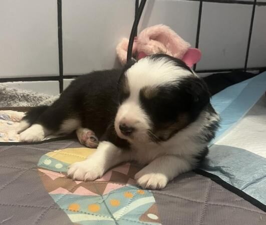 Border collie pups looking for there forever homes for sale in New England, Somerset - Image 2