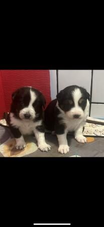 Border collie pups looking for there forever homes for sale in New England, Somerset - Image 4