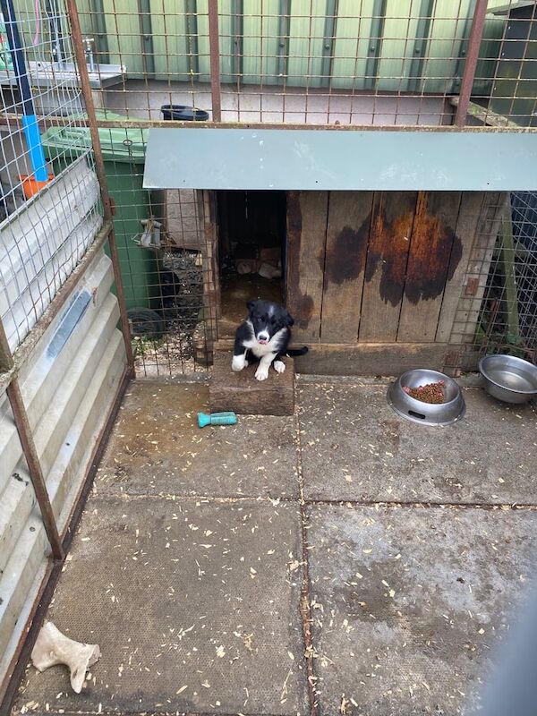 Border Collie puppies for sale in Alnwick, Northumberland – 9 weeks old