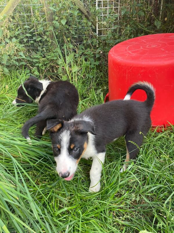 Border Collie puppies for sale in Alnwick, Northumberland – 9 weeks old - Image 2 of 3