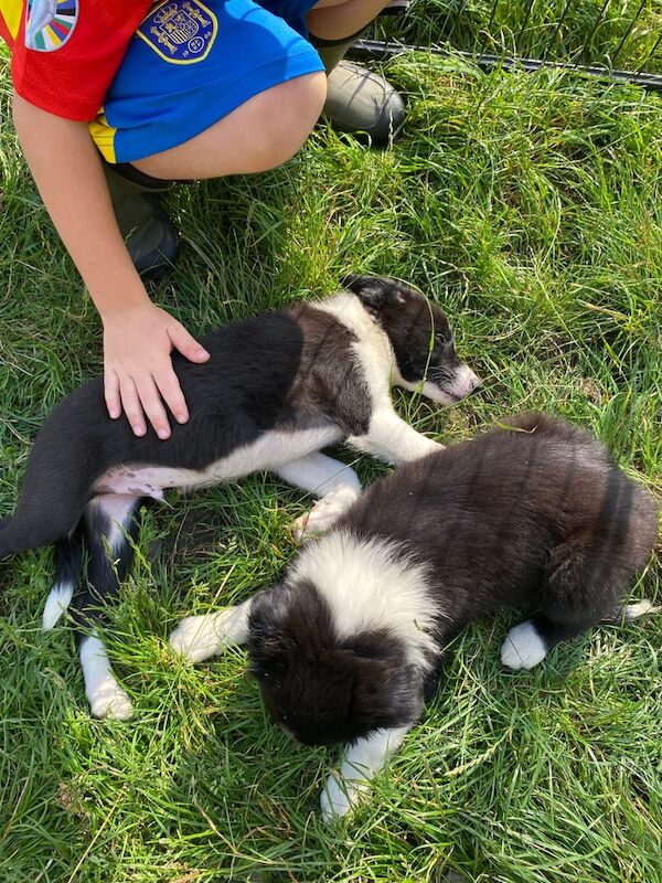 Border Collie puppies for sale in Alnwick, Northumberland – 9 weeks old - Image 3 of 3