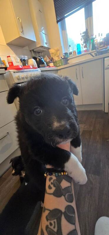 Border Collie puppies for sale in Coleford, Gloucestershire – 5 weeks old