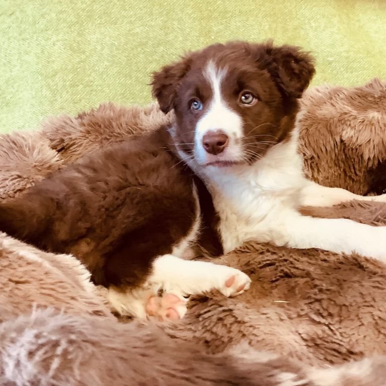 Border collie red and white puppy who is currently 7 weeks old ready to leave April 3rd - Image 3 of 4