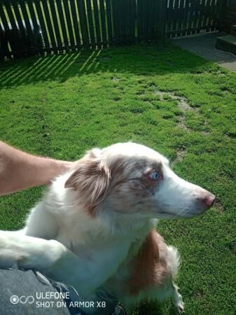 Border Collie Red Merle Girl for sale in Houghton Le Spring, Tyne And Wear - Image 1