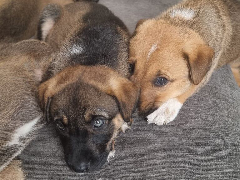 Border Collie puppies for sale in Norwich, Norfolk – 6 weeks old