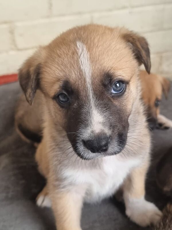 Border Collie puppies for sale in Norwich, Norfolk – 6 weeks old - Image 3 of 3