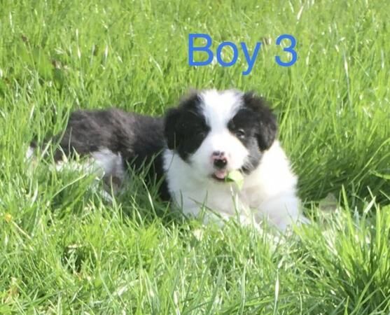 Border Collie x Bearded Collie 1st vac vet check for sale in Manchester, Greater Manchester