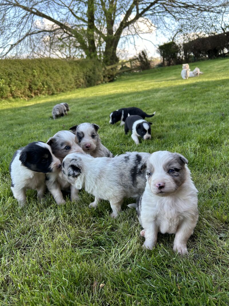 Border Collie x Blue Merle for sale in Welshpool/Y Trallwng, Powys