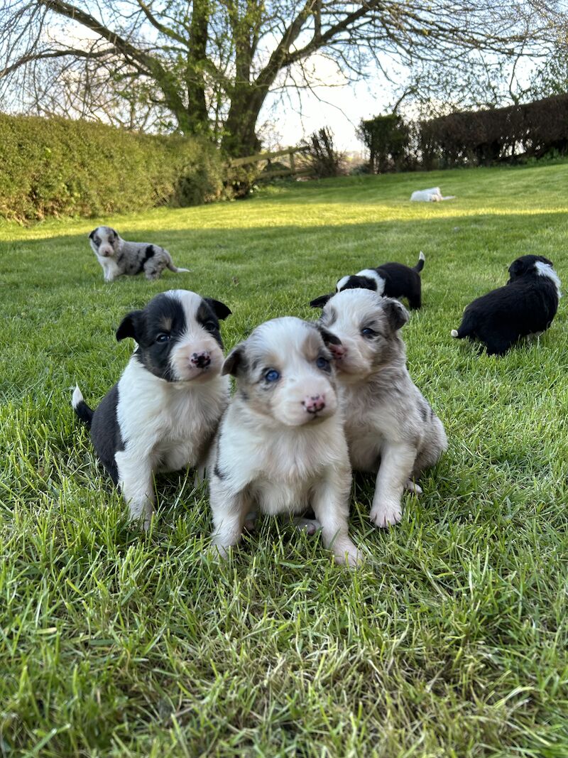 Border Collie x Blue Merle for sale in Welshpool/Y Trallwng, Powys - Image 2