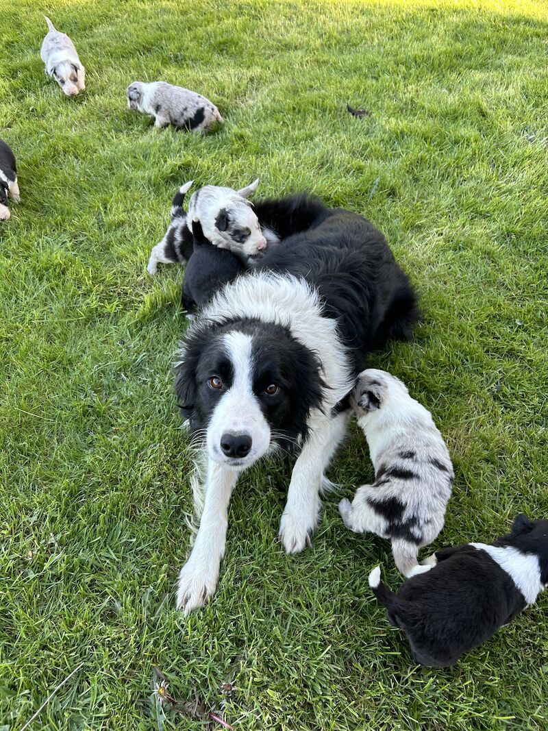 Border Collie x Blue Merle for sale in Welshpool/Y Trallwng, Powys - Image 3