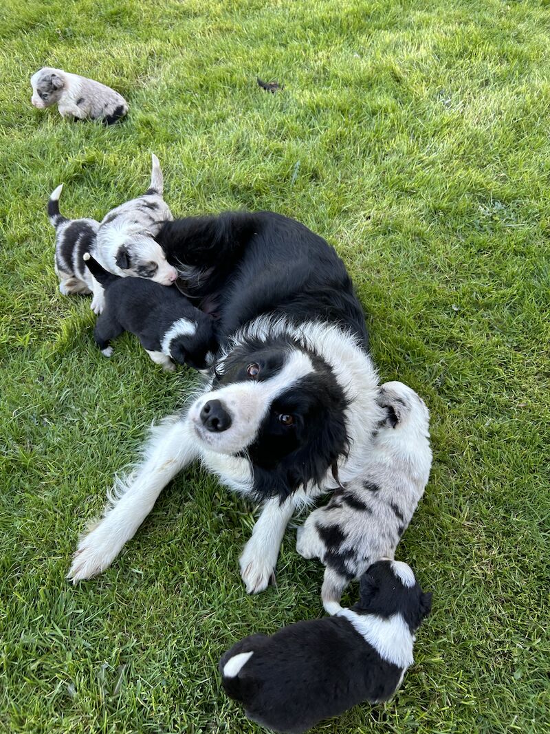 Border Collie x Blue Merle for sale in Welshpool/Y Trallwng, Powys - Image 4
