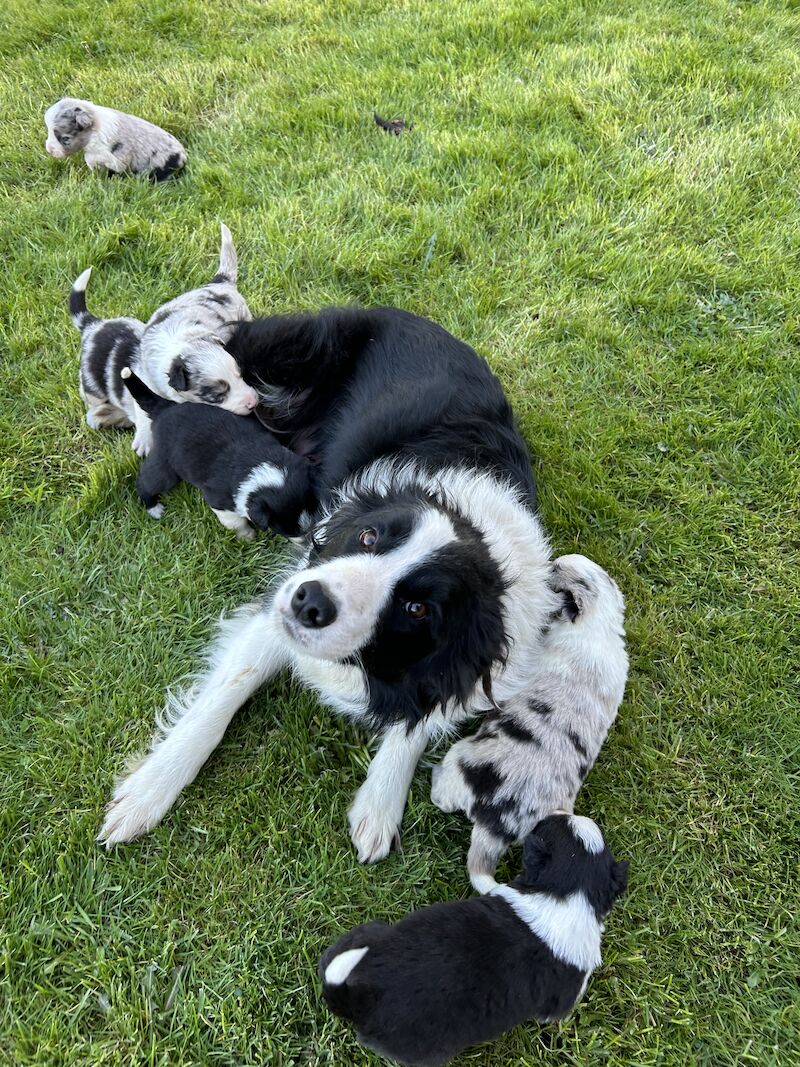 Border Collie puppies for sale in Welshpool/Y Trallwng, Powys – 1 year old - Image 10 of 14