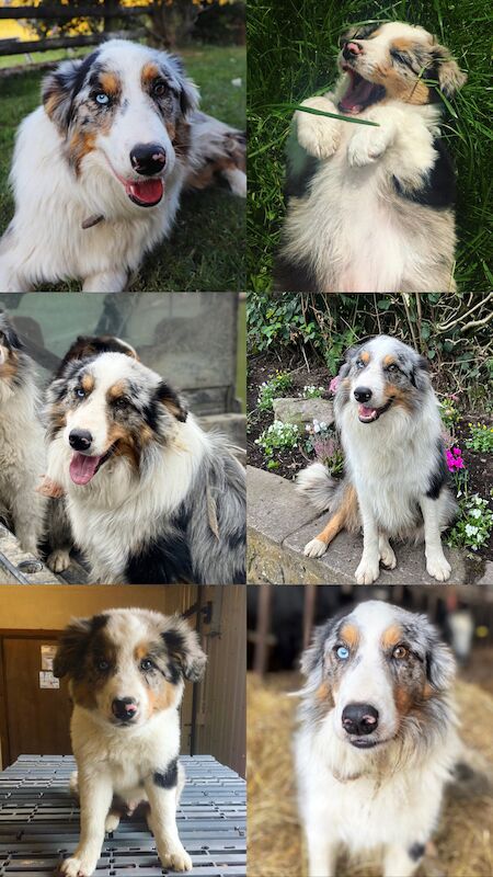 Border Collie x Blue Merle for sale in Welshpool/Y Trallwng, Powys - Image 9