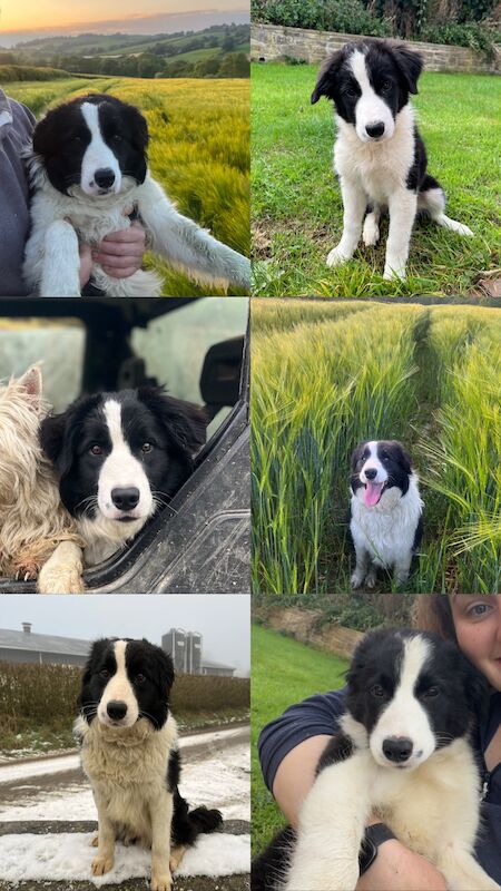 Border Collie x Blue Merle for sale in Welshpool/Y Trallwng, Powys - Image 10