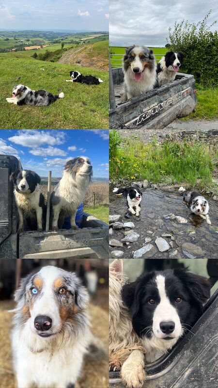 Border Collie x Blue Merle for sale in Welshpool/Y Trallwng, Powys - Image 11