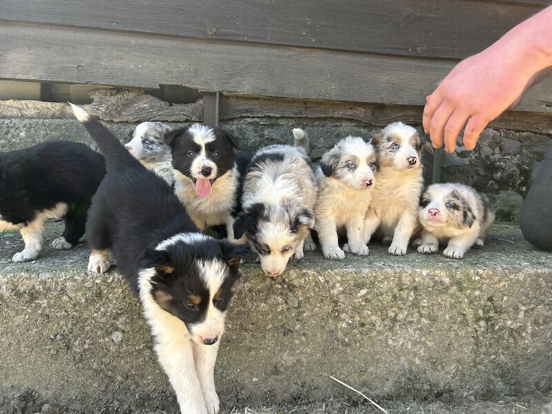 Border Collie puppies for sale in Welshpool/Y Trallwng, Powys – 1 year old - Image 7 of 14
