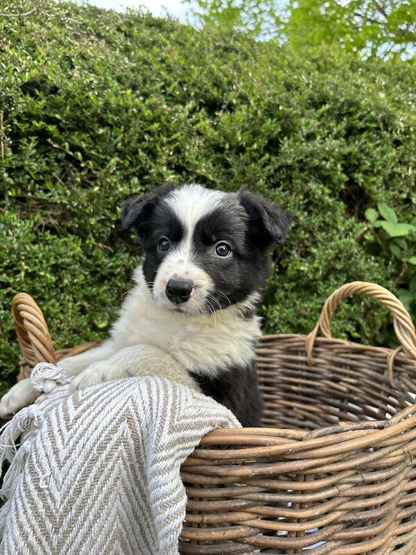 Border Collie x Blue Merle for sale in Welshpool/Y Trallwng, Powys | Image 2