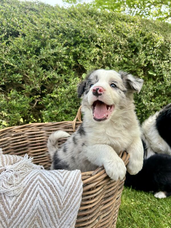 Border Collie x Blue Merle for sale in Welshpool/Y Trallwng, Powys | Image 3
