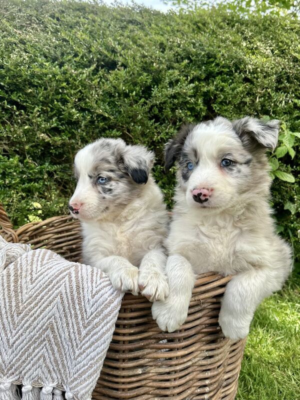 Border Collie x Blue Merle for sale in Welshpool/Y Trallwng, Powys | Image 4